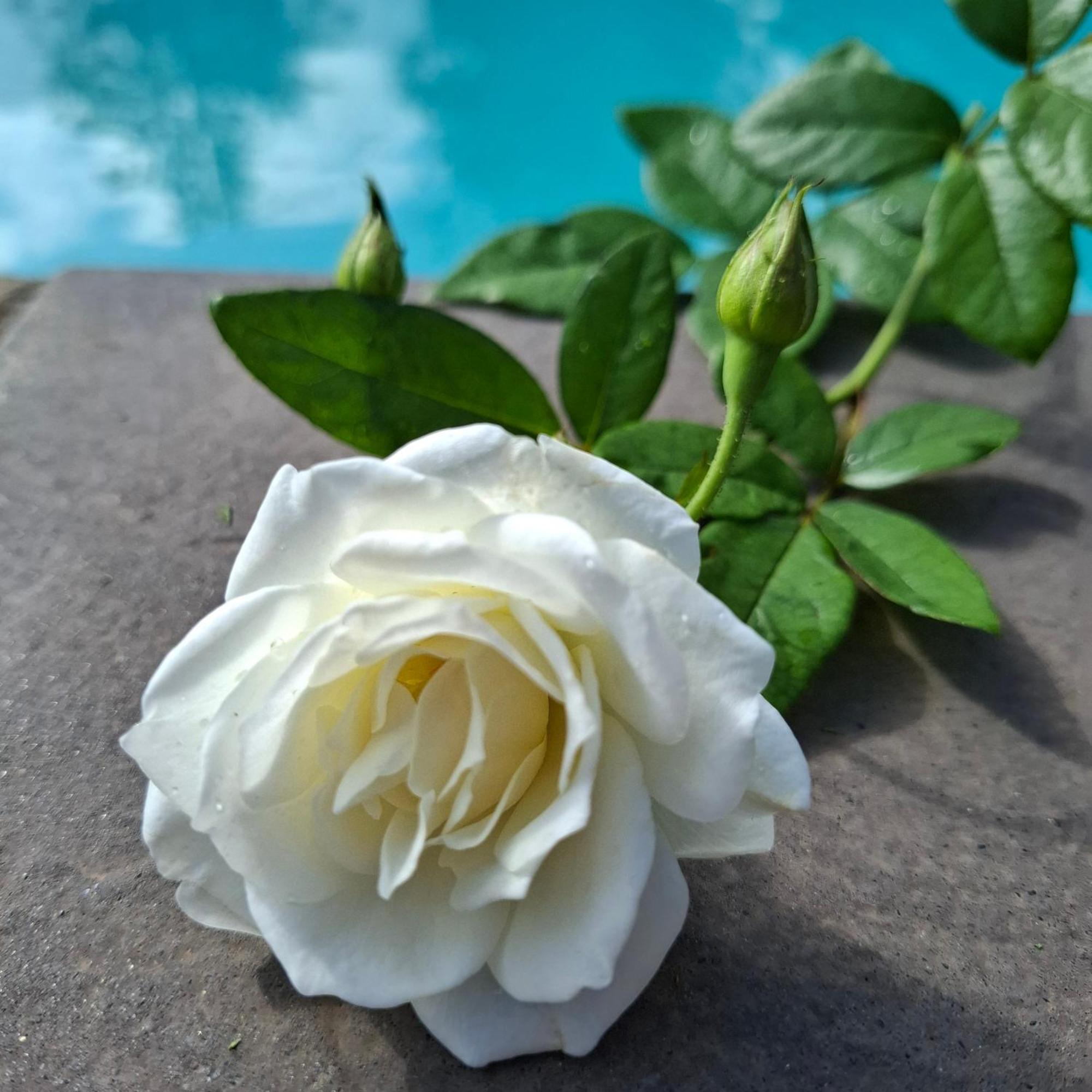 Bed and Breakfast Bella Rosa Почефструм Экстерьер фото